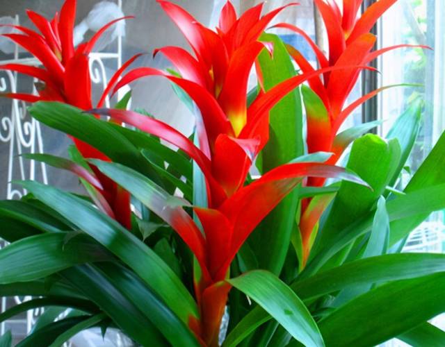 鸿运当头风水作用，鸿运当头吉利吗？-第7张图片-优品飞百科