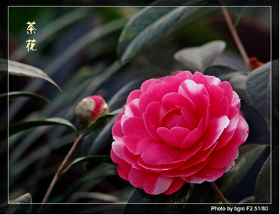 温州适合养什么花，市花和市树是什么，温州哪里花多？-第1张图片-优品飞百科