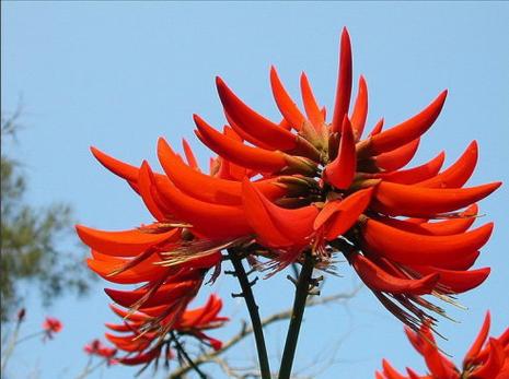 温州适合养什么花，市花和市树是什么，温州哪里花多？-第2张图片-优品飞百科