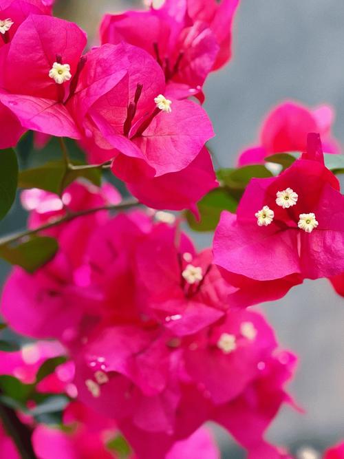 温州适合养什么花，市花和市树是什么，温州哪里花多？-第3张图片-优品飞百科