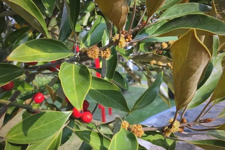 温州适合养什么花，市花和市树是什么，温州哪里花多？-第4张图片-优品飞百科