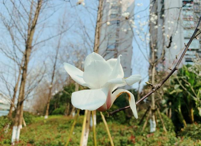 温州适合养什么花，市花和市树是什么，温州哪里花多？-第5张图片-优品飞百科