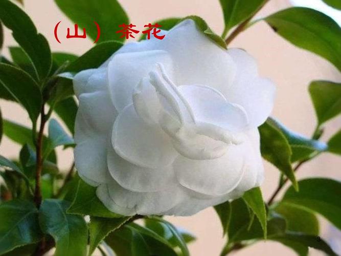 温州适合养什么花，市花和市树是什么，温州哪里花多？-第6张图片-优品飞百科