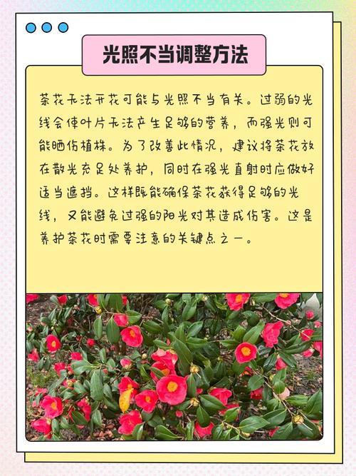 家里为什么不能养茶花，家庭不宜养茶花的原因