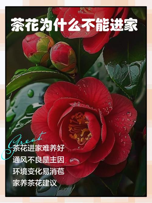 家里为什么不能养茶花,家庭不宜养茶花的原因-第2张图片-优品飞百科 家里为什么不能养茶花,家庭不宜养茶花的原因-第2张图片-优品飞百科