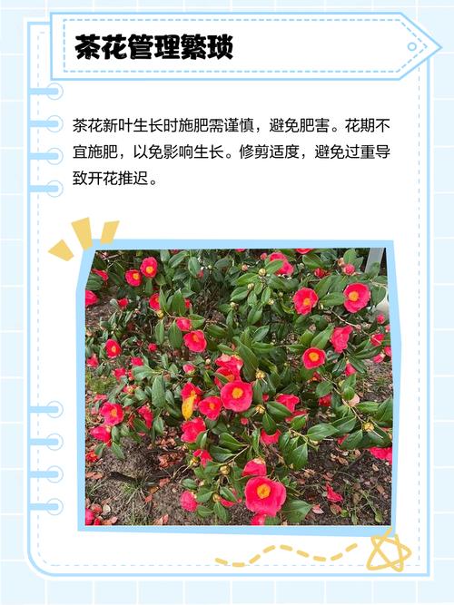 家里为什么不能养茶花,家庭不宜养茶花的原因-第6张图片-优品飞百科 家里为什么不能养茶花,家庭不宜养茶花的原因-第6张图片-优品飞百科