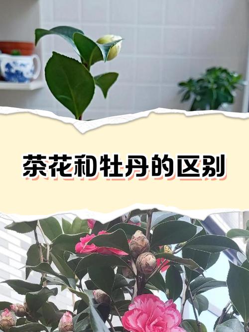 家里为什么不能养茶花,家庭不宜养茶花的原因-第8张图片-优品飞百科 家里为什么不能养茶花,家庭不宜养茶花的原因-第8张图片-优品飞百科