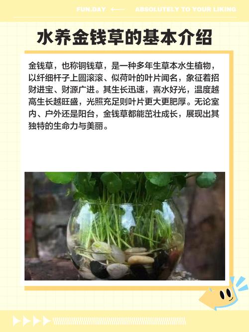 金钱草泡水喝的功效，鸡内金金钱草泡水喝的功效-第1张图片-优品飞百科