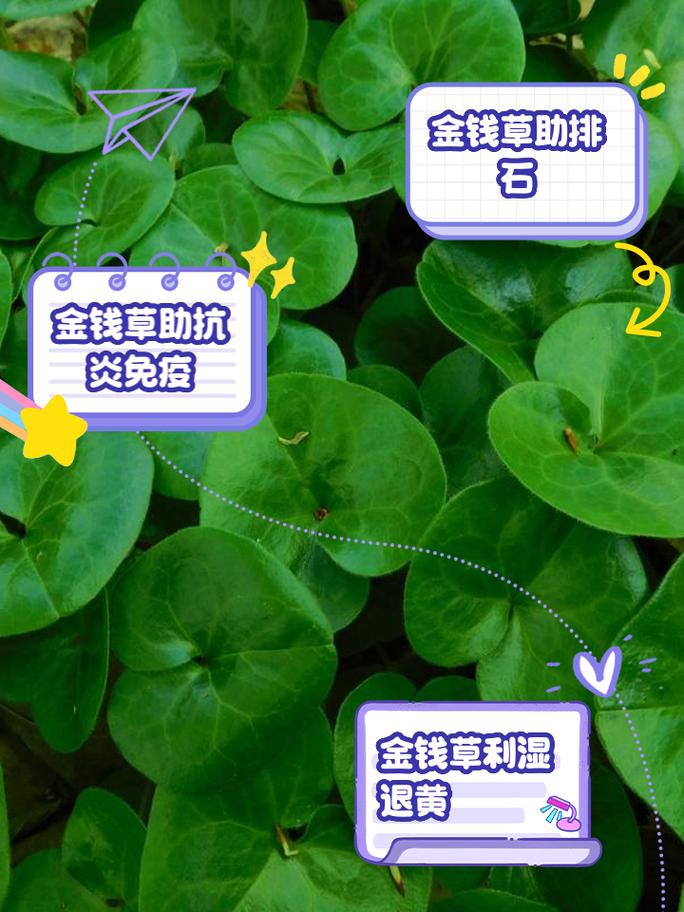 金钱草泡水喝的功效，鸡内金金钱草泡水喝的功效-第3张图片-优品飞百科