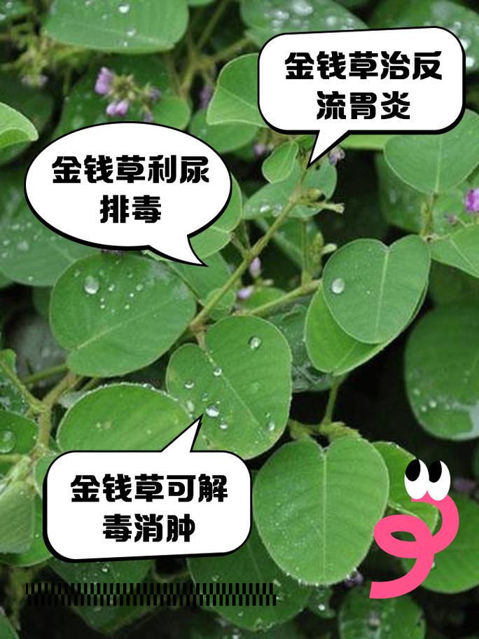 金钱草泡水喝的功效，鸡内金金钱草泡水喝的功效-第5张图片-优品飞百科