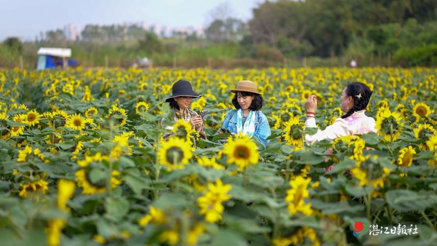 麻章天气预报15天，麻章未来15天天气预报-第1张图片-优品飞百科