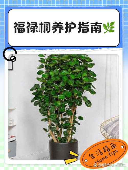 福禄桐的花语和寓意，送人有什么禁忌？福禄桐树的寓意？-第1张图片-优品飞百科