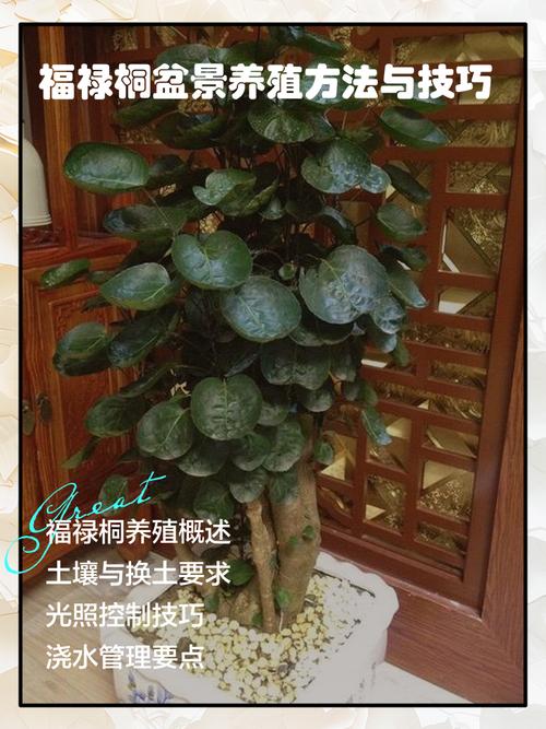 福禄桐的花语和寓意，送人有什么禁忌？福禄桐树的寓意？-第2张图片-优品飞百科