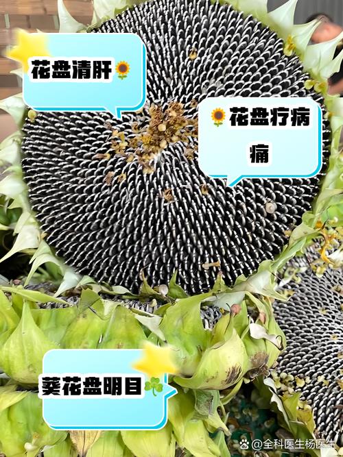 向日葵的功效与作用，向日葵花泡水喝的功效？-第1张图片-优品飞百科
