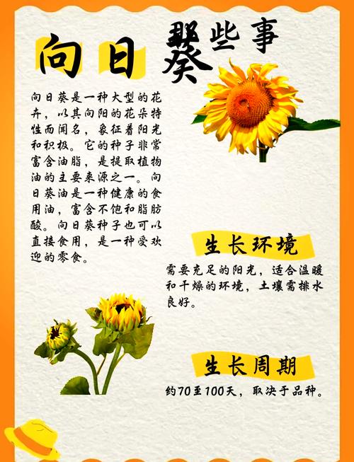 向日葵的功效与作用，向日葵花泡水喝的功效？-第2张图片-优品飞百科