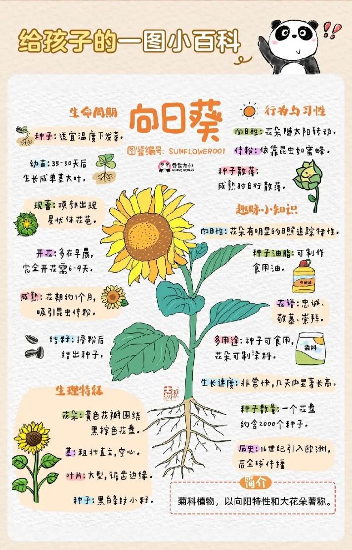 向日葵的功效与作用，向日葵花泡水喝的功效？-第4张图片-优品飞百科