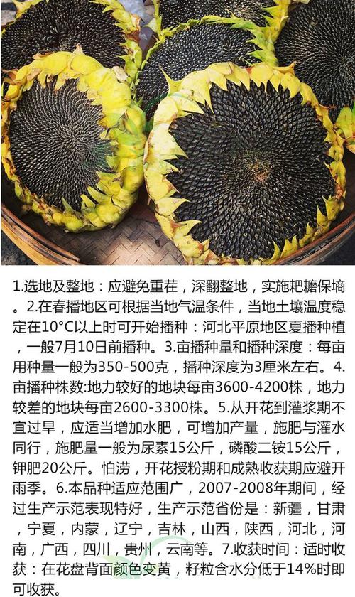 向日葵的功效与作用，向日葵花泡水喝的功效？-第6张图片-优品飞百科