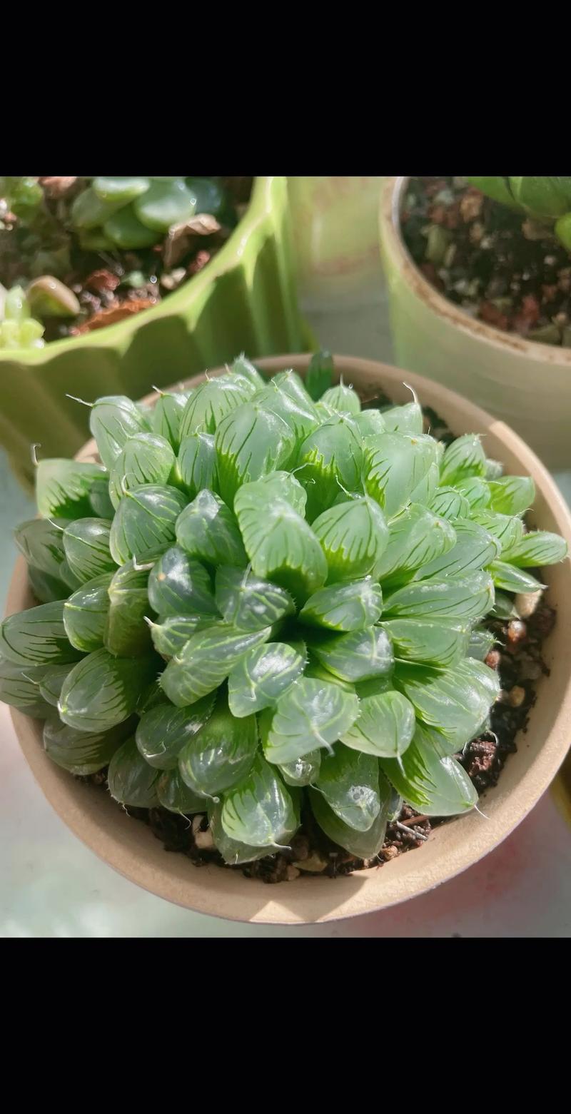 玉露哪个品种比较好看,玉露哪个品种比较好看图片?-第1张图片-优品飞百科 玉露哪个品种比较好看,玉露哪个品种比较好看图片?-第1张图片-优品飞百科