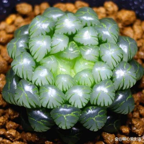 玉露哪个品种比较好看,玉露哪个品种比较好看图片?-第2张图片-优品飞百科 玉露哪个品种比较好看,玉露哪个品种比较好看图片?-第2张图片-优品飞百科