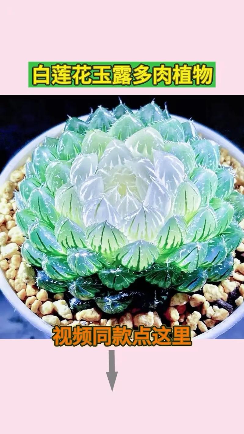 玉露哪个品种比较好看,玉露哪个品种比较好看图片?-第3张图片-优品飞百科 玉露哪个品种比较好看,玉露哪个品种比较好看图片?-第3张图片-优品飞百科