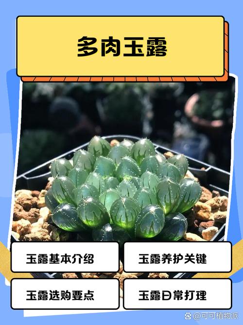 玉露哪个品种比较好看,玉露哪个品种比较好看图片?-第4张图片-优品飞百科 玉露哪个品种比较好看,玉露哪个品种比较好看图片?-第4张图片-优品飞百科