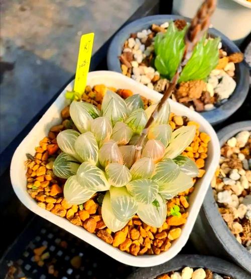 玉露哪个品种比较好看,玉露哪个品种比较好看图片?-第5张图片-优品飞百科 玉露哪个品种比较好看,玉露哪个品种比较好看图片?-第5张图片-优品飞百科