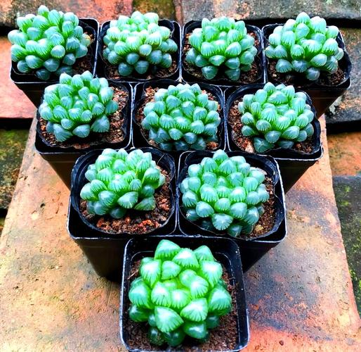 玉露哪个品种比较好看,玉露哪个品种比较好看图片?-第7张图片-优品飞百科 玉露哪个品种比较好看,玉露哪个品种比较好看图片?-第7张图片-优品飞百科