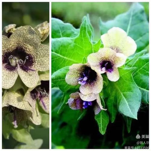 前十“催情植物”乱用后果好可怕！的简单介绍-第1张图片-优品飞百科