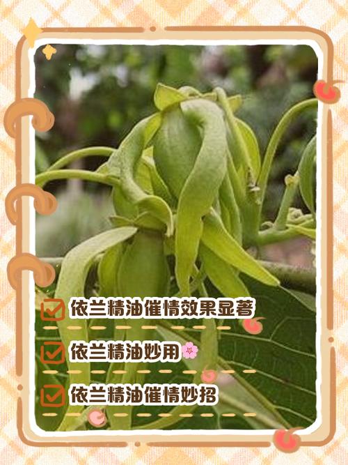 前十“催情植物”乱用后果好可怕！的简单介绍-第2张图片-优品飞百科