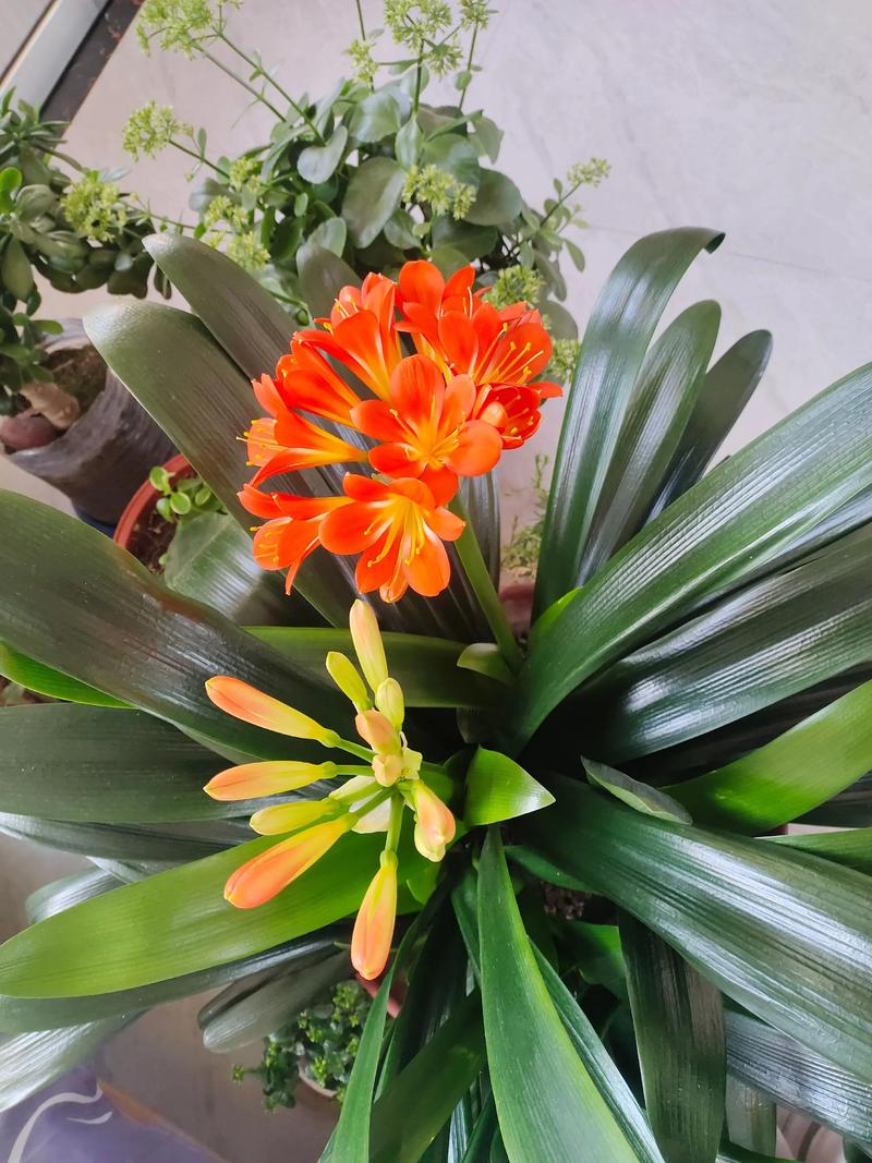 君子兰是有灵性的花吗？有君子兰这种花吗？