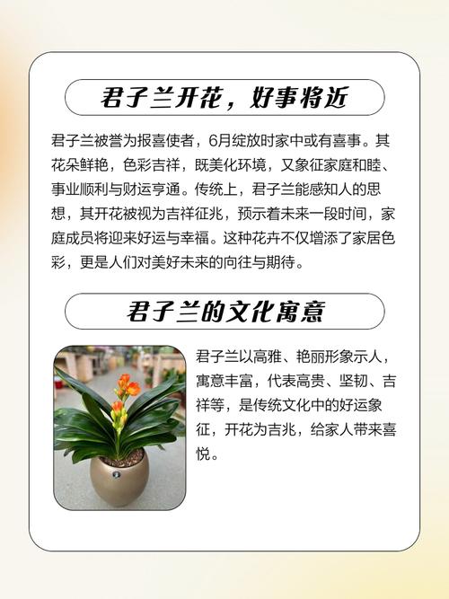 君子兰是有灵性的花吗？有君子兰这种花吗？-第2张图片-优品飞百科