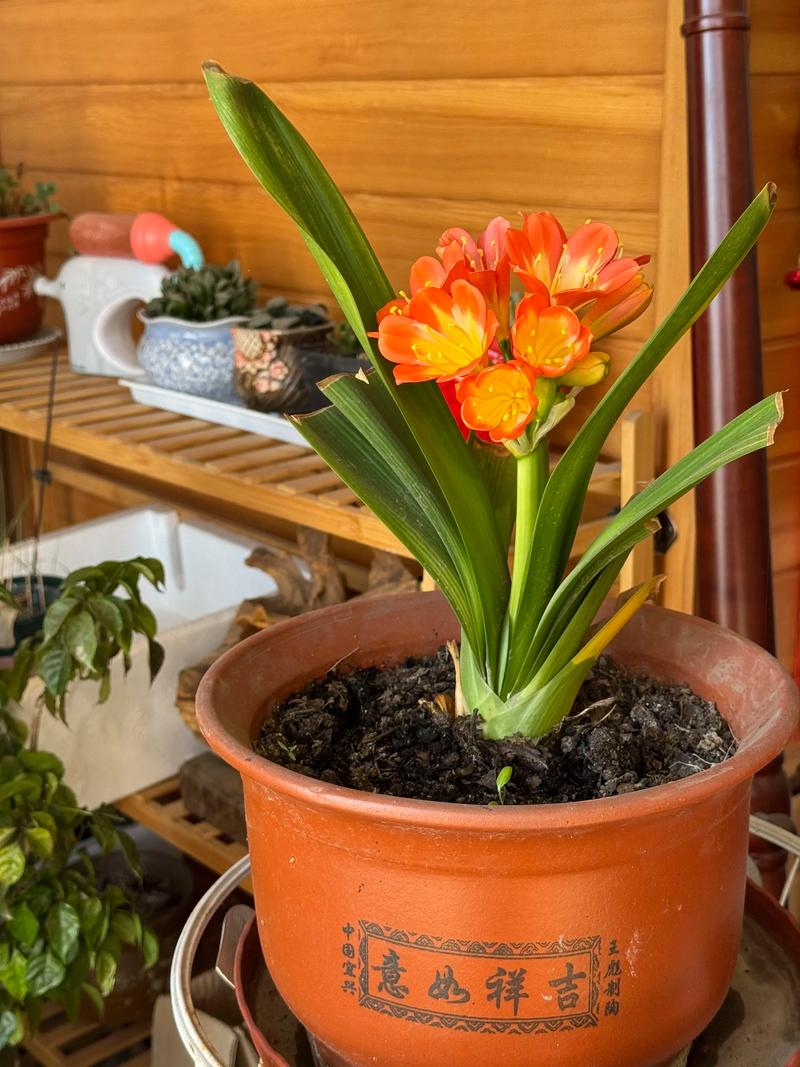 君子兰是有灵性的花吗？有君子兰这种花吗？-第3张图片-优品飞百科