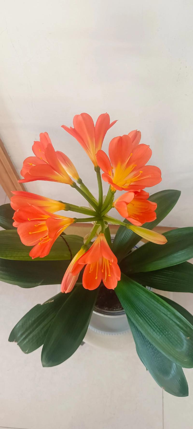 君子兰是有灵性的花吗？有君子兰这种花吗？-第4张图片-优品飞百科