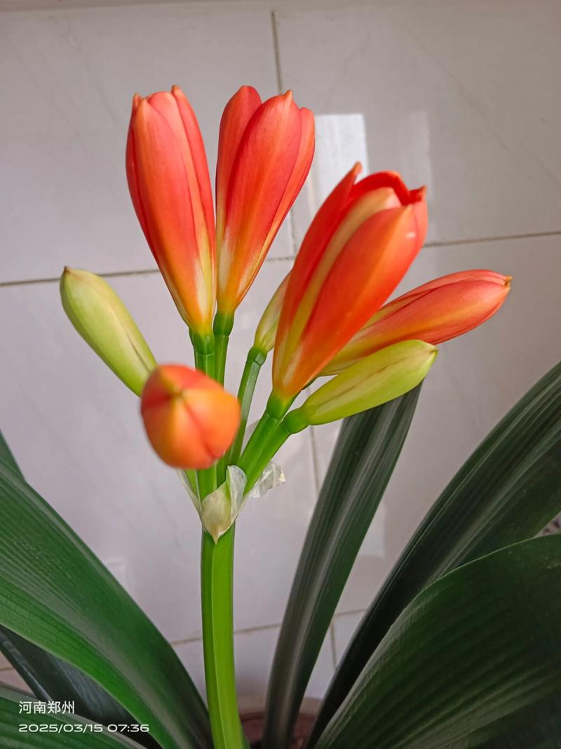 君子兰是有灵性的花吗？有君子兰这种花吗？-第5张图片-优品飞百科