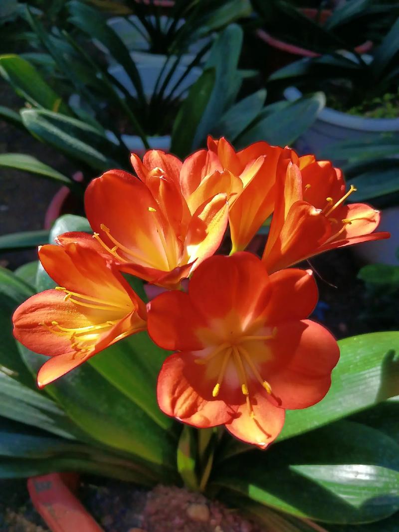 君子兰是有灵性的花吗？有君子兰这种花吗？-第6张图片-优品飞百科