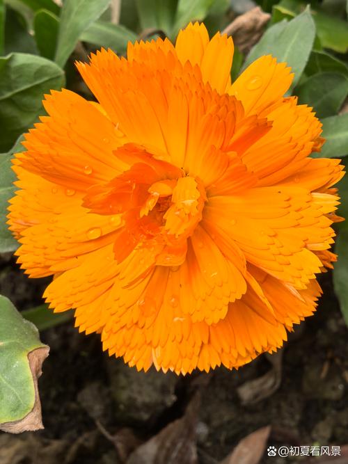 金盏菊的花语及传说？金盏菊花语一定会来到的幸福？-第1张图片-优品飞百科