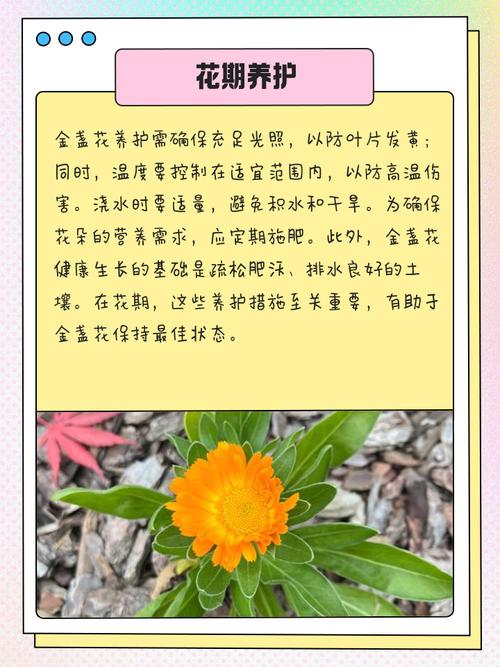金盏菊的花语及传说？金盏菊花语一定会来到的幸福？-第2张图片-优品飞百科
