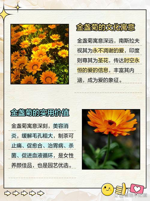 金盏菊的花语及传说？金盏菊花语一定会来到的幸福？-第3张图片-优品飞百科
