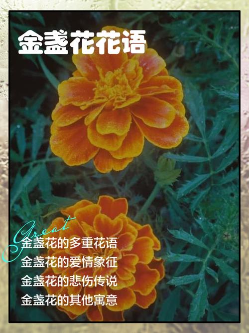 金盏菊的花语及传说？金盏菊花语一定会来到的幸福？-第4张图片-优品飞百科