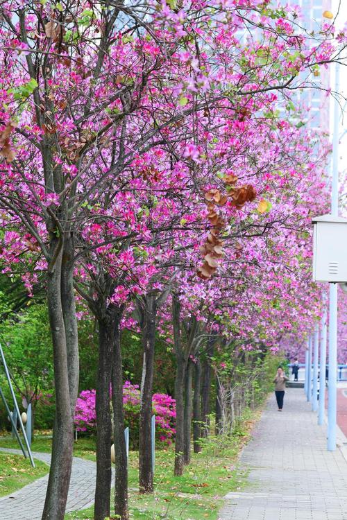 异木棉和紫荆花的区别，异木棉花期，异木棉与紫荆花区别树木形状-第1张图片-优品飞百科