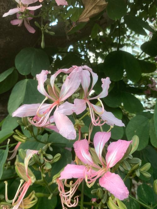 异木棉和紫荆花的区别，异木棉花期，异木棉与紫荆花区别树木形状-第2张图片-优品飞百科