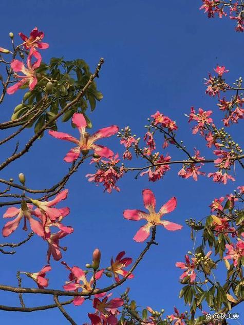 异木棉和紫荆花的区别，异木棉花期，异木棉与紫荆花区别树木形状-第3张图片-优品飞百科
