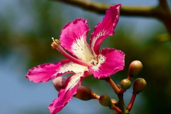 异木棉和紫荆花的区别，异木棉花期，异木棉与紫荆花区别树木形状-第4张图片-优品飞百科