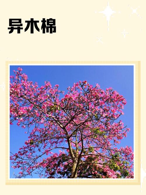 异木棉和紫荆花的区别，异木棉花期，异木棉与紫荆花区别树木形状-第5张图片-优品飞百科