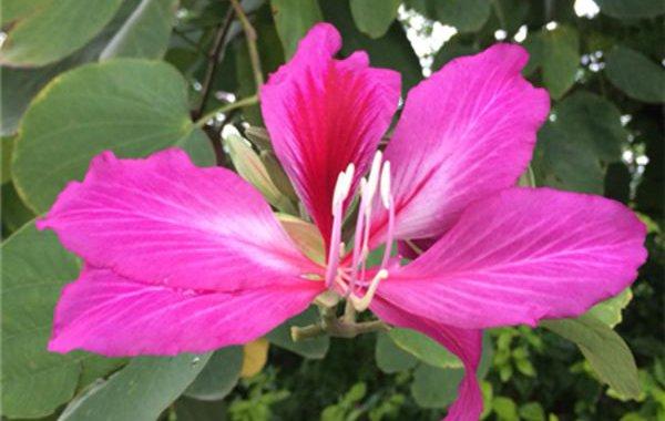 异木棉和紫荆花的区别，异木棉花期，异木棉与紫荆花区别树木形状-第6张图片-优品飞百科