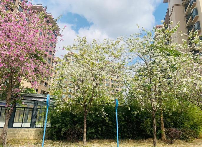 异木棉和紫荆花的区别，异木棉花期，异木棉与紫荆花区别树木形状-第7张图片-优品飞百科