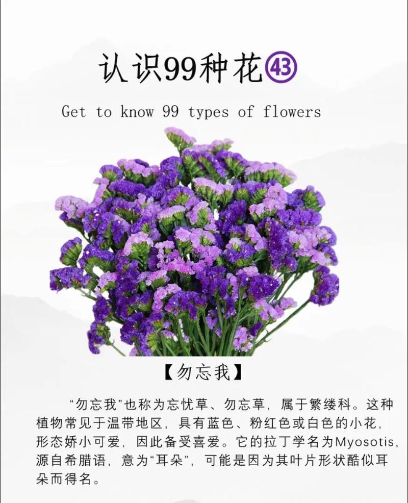 勿忘我的花语是什么？勿忘我的花语是什么意思？-第3张图片-优品飞百科