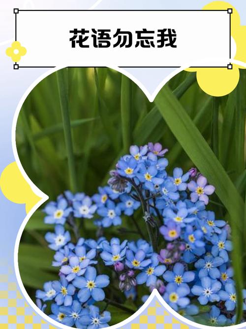 勿忘我的花语是什么？勿忘我的花语是什么意思？-第5张图片-优品飞百科