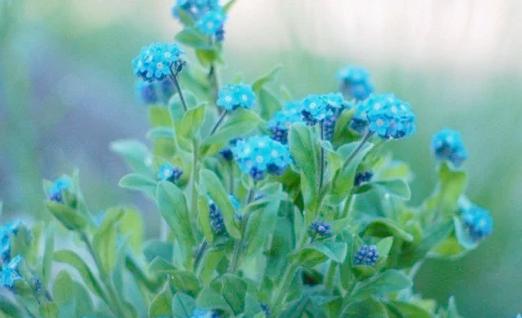 勿忘我的花语是什么？勿忘我的花语是什么意思？-第6张图片-优品飞百科