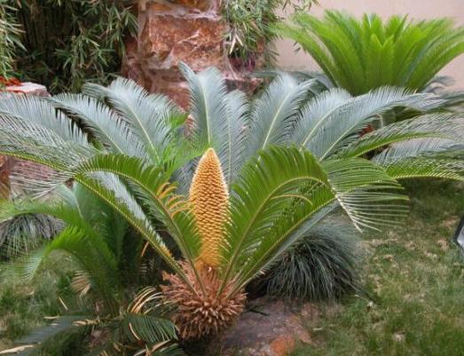 铁树会开花吗是什么意思，铁树会开花嘛?-第1张图片-优品飞百科